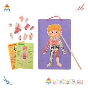 Дрвена Играчка Магнетна Табла со Човечкото Тело - Tooky Toy